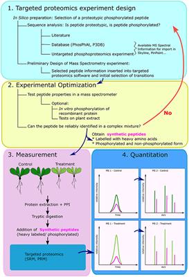 Monitoring of Plant Protein Post-translational Modifications Using Targeted Proteomics